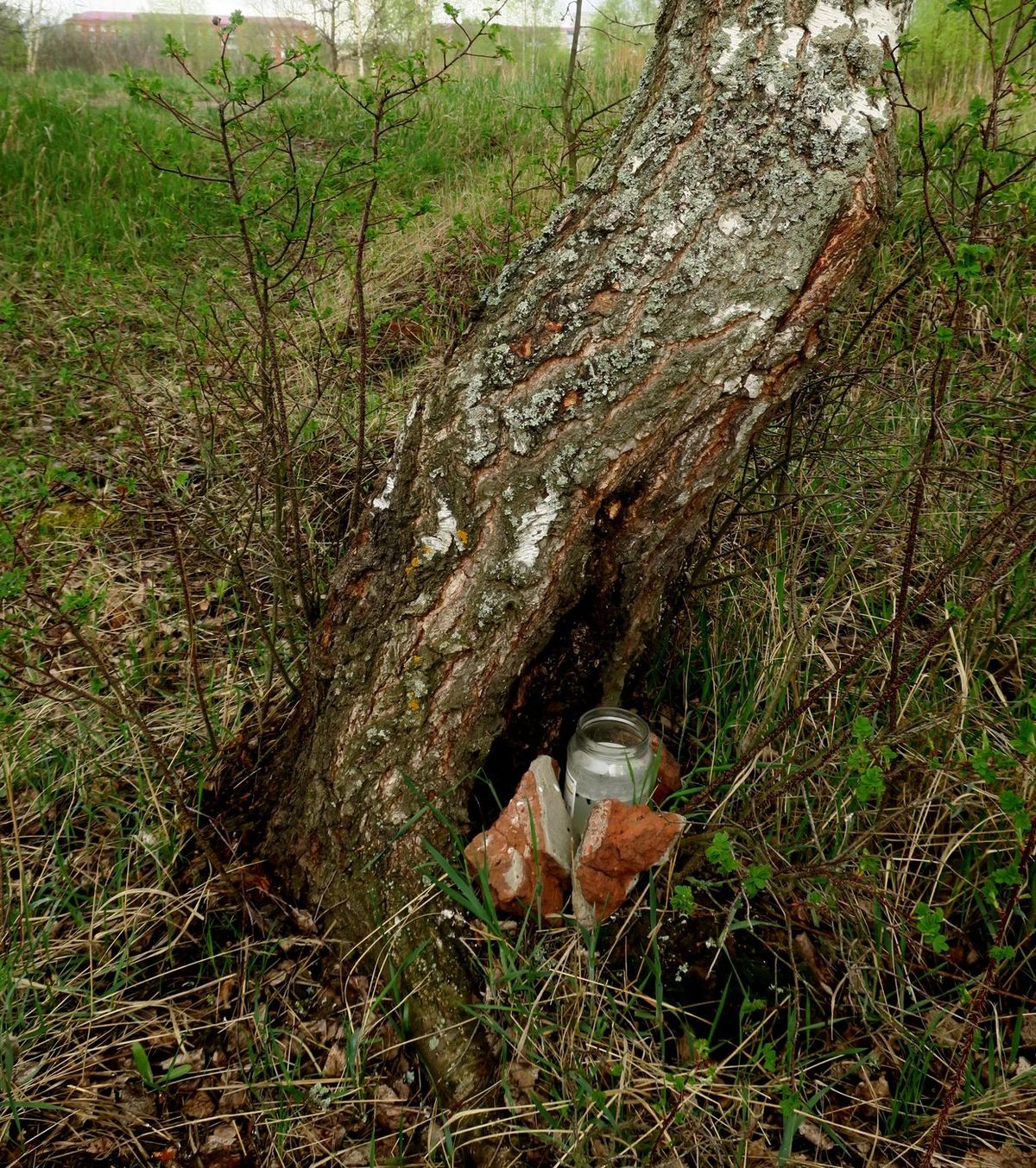 Image of Betula pendula specimen.