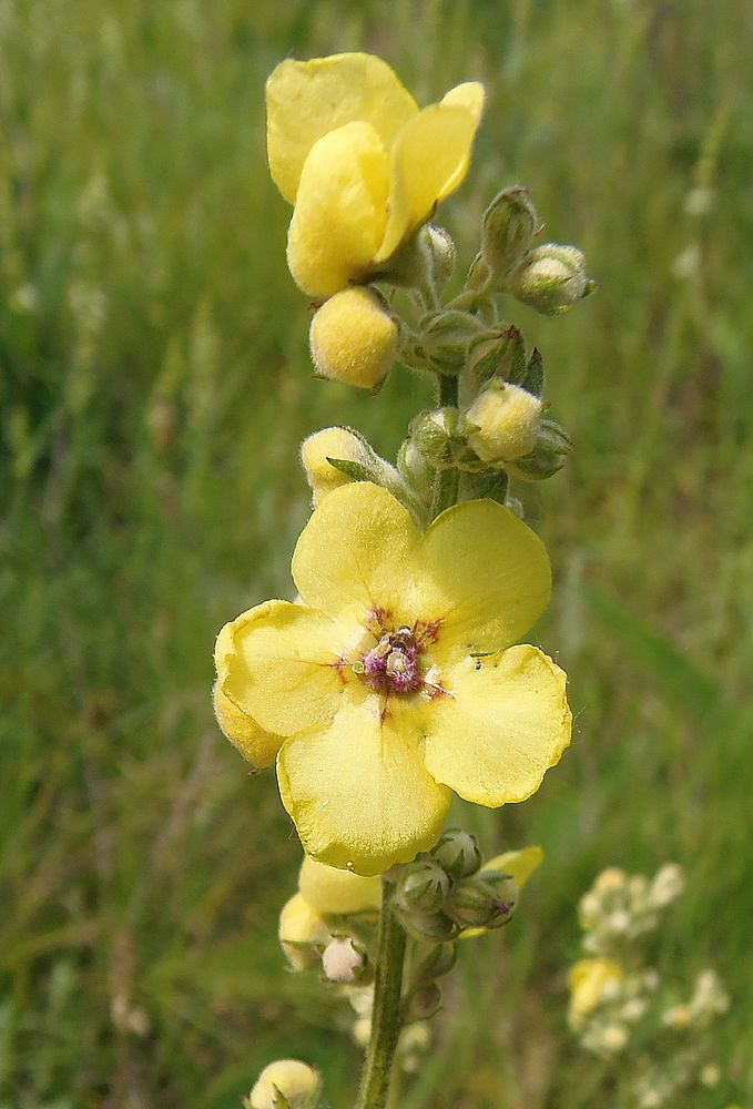 Image of Verbascum marschallianum specimen.