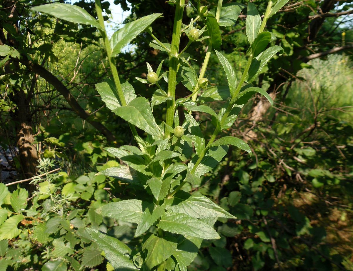 Image of Verbascum blattaria specimen.