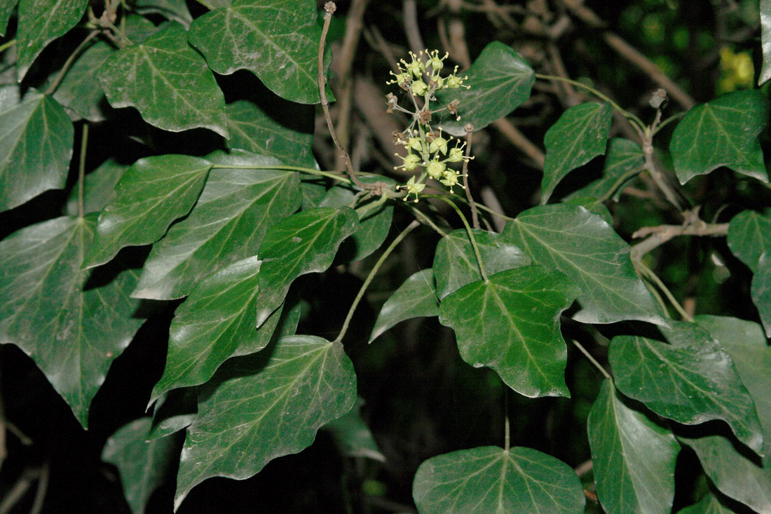 Image of Hedera pastuchovii specimen.