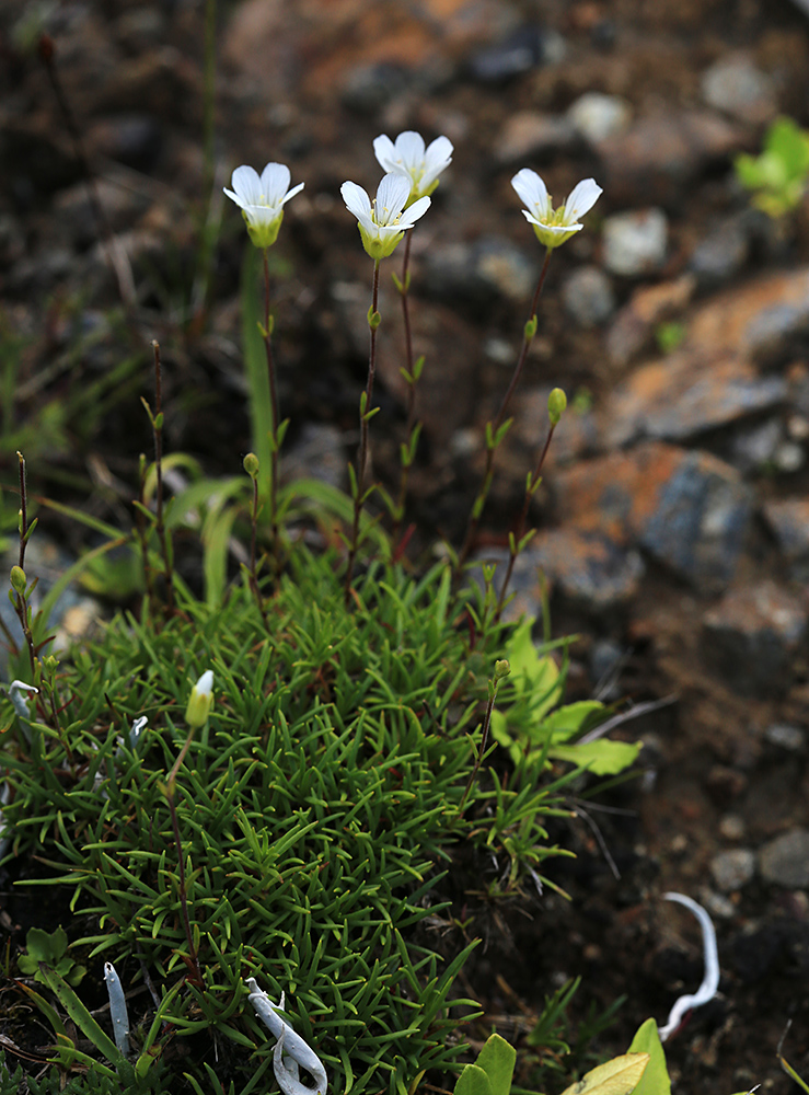 Image of Minuartia arctica specimen.