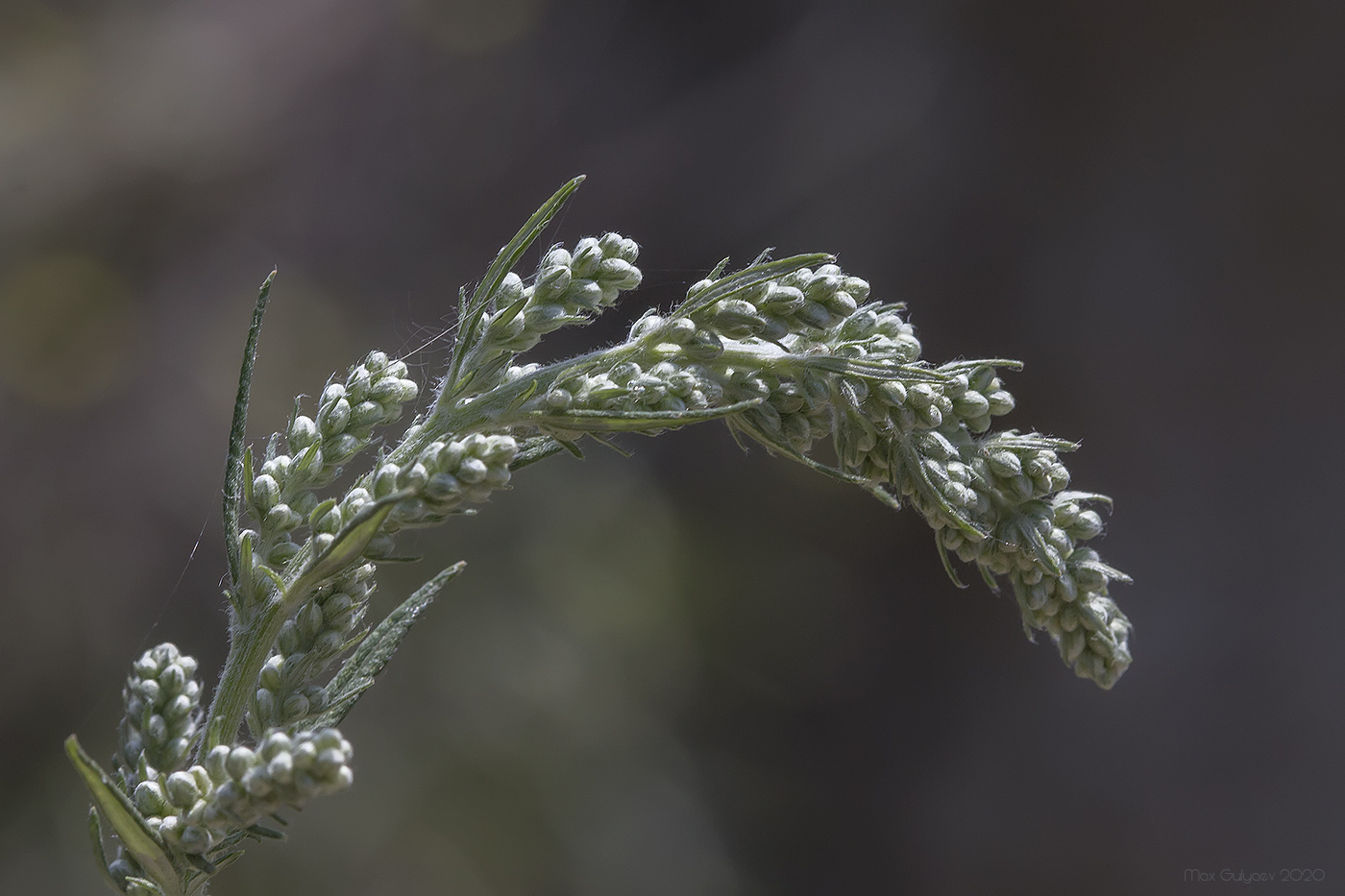 Изображение особи Artemisia vulgaris.