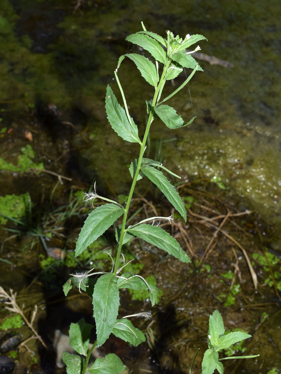 Изображение особи род Epilobium.