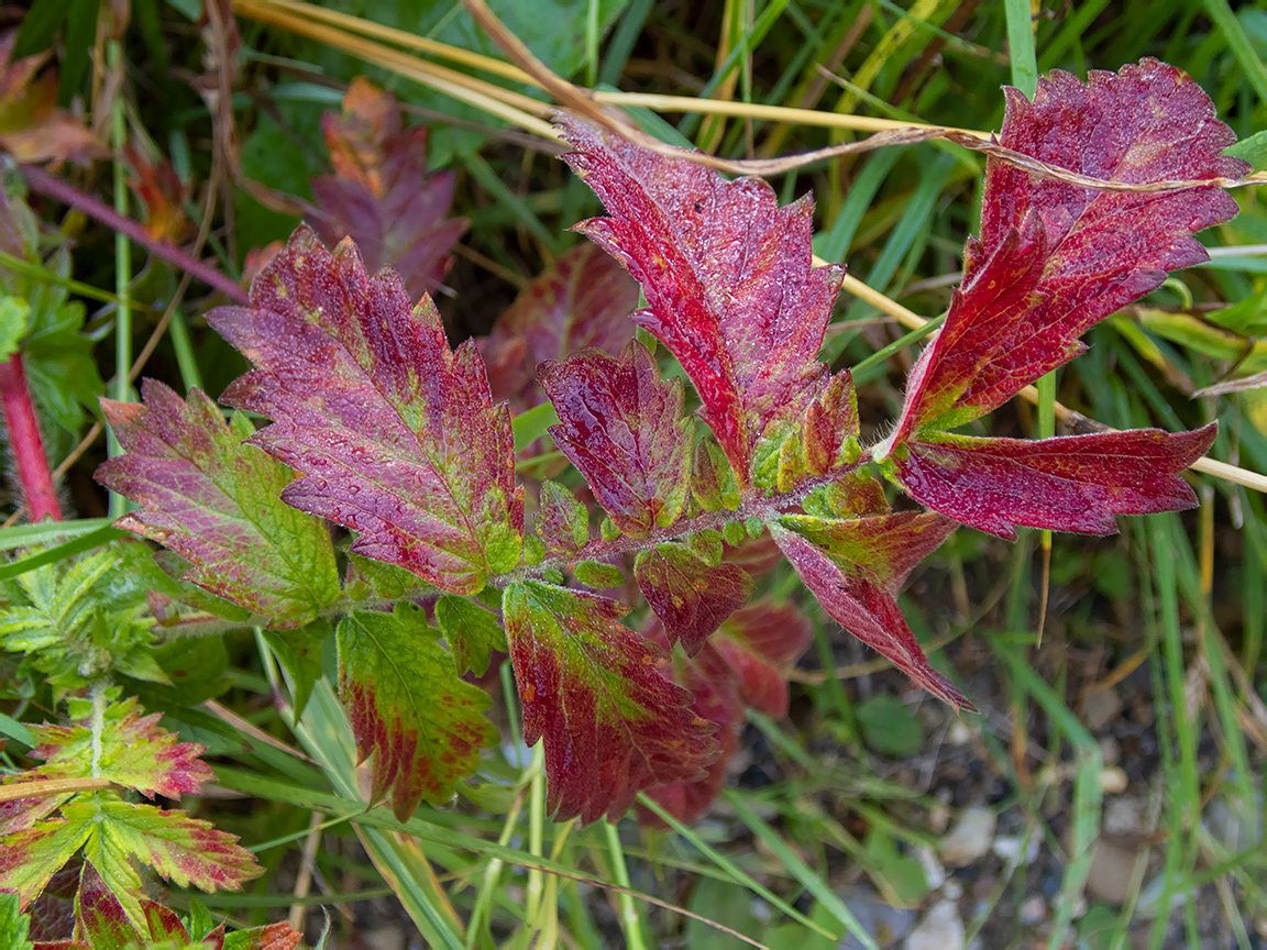 Image of Agrimonia eupatoria specimen.