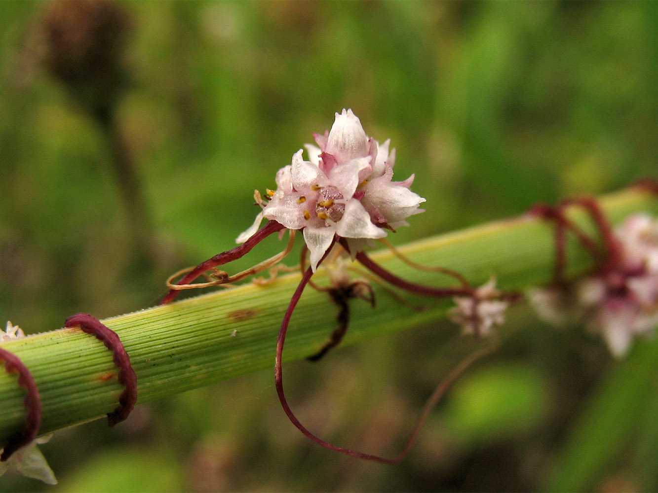 Изображение особи Cuscuta epithymum.