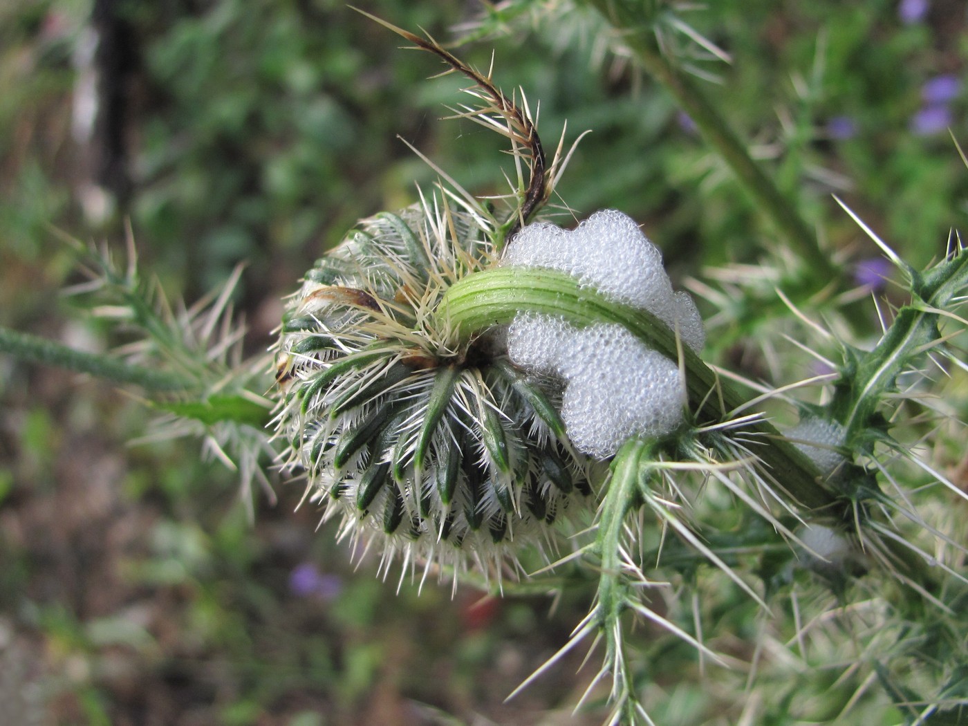 Image of Cirsium echinus specimen.