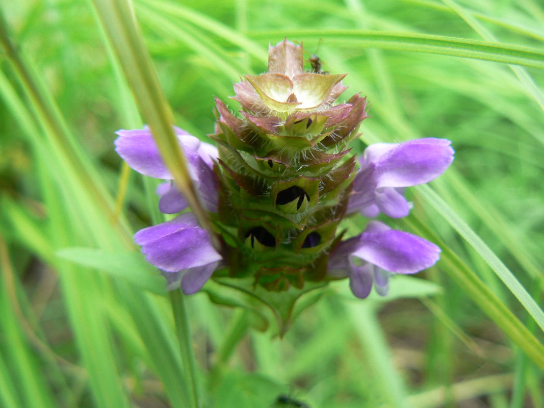 Image of Prunella japonica specimen.