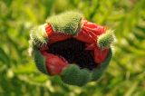 Смотреть изображение Papaver setiferum