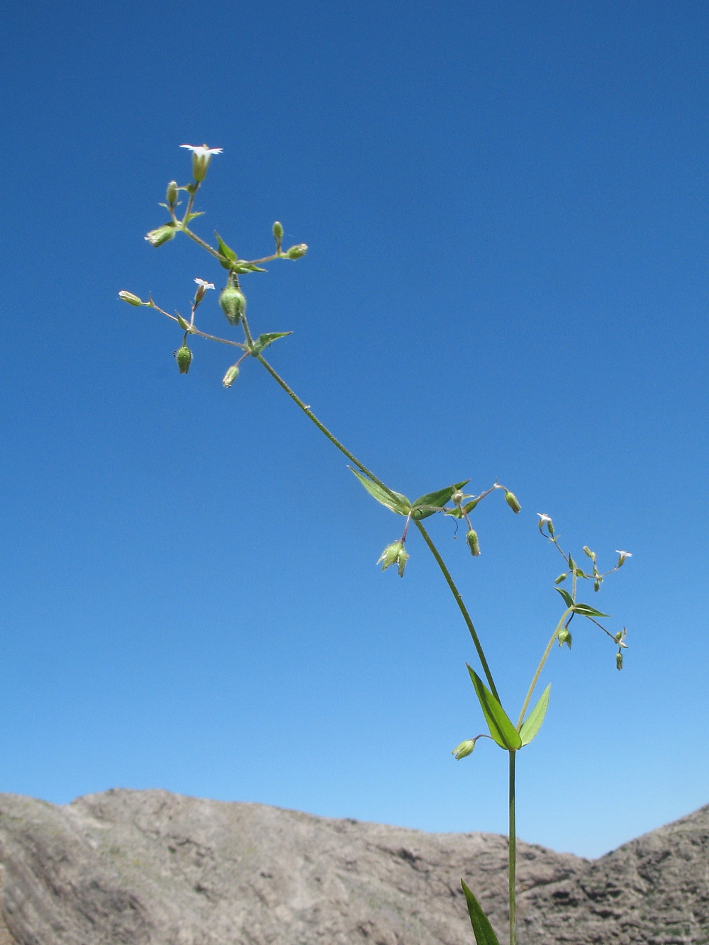 Изображение особи Lepyrodiclis stellarioides.