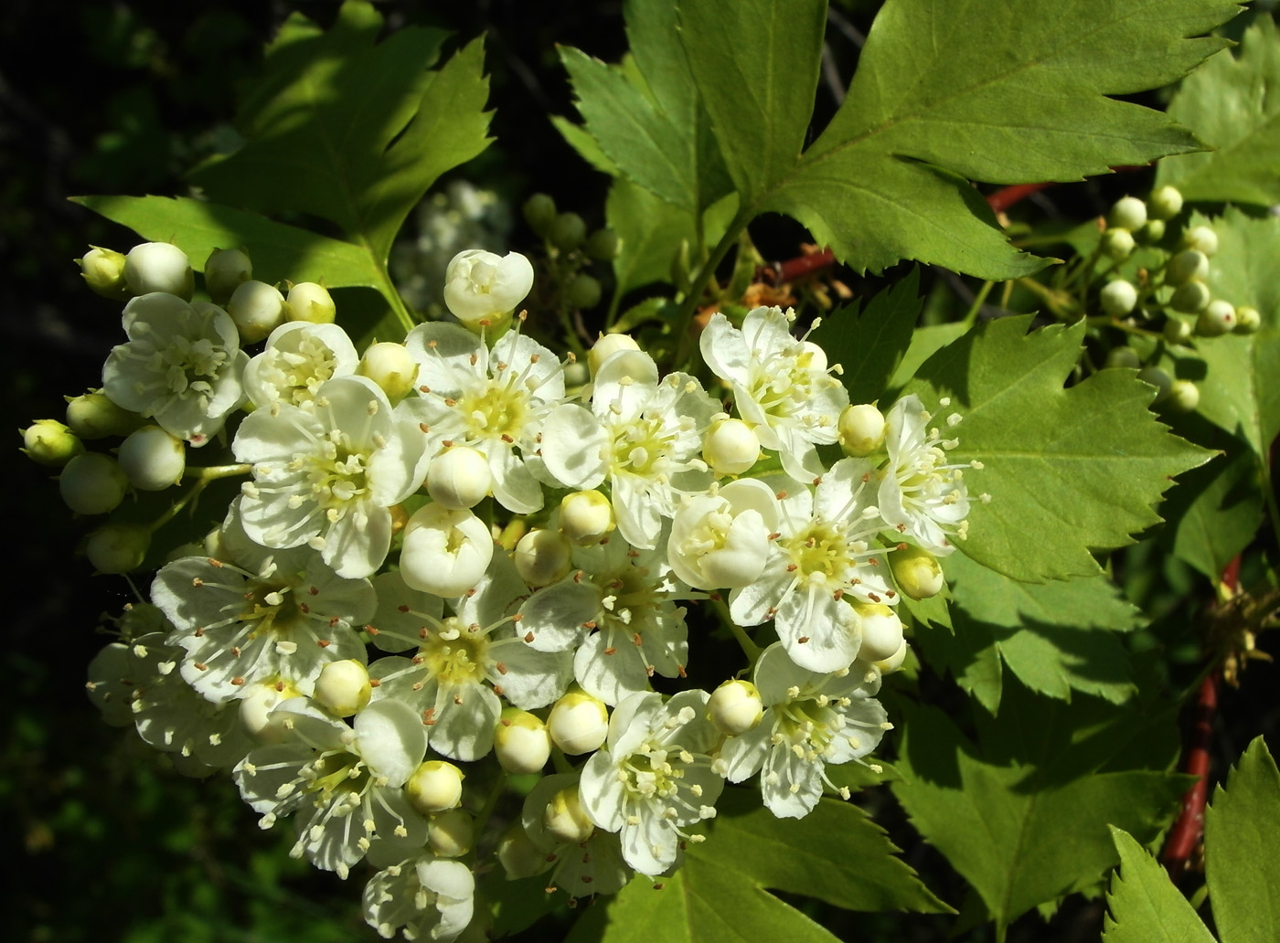 Image of Crataegus korolkowii specimen.