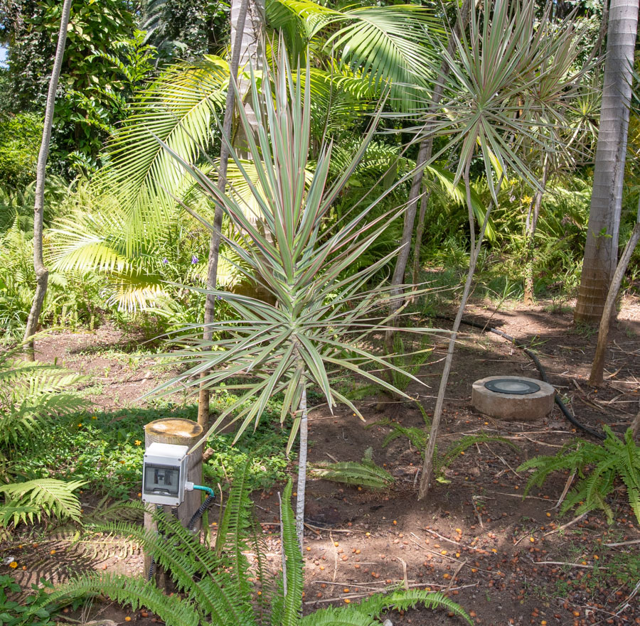 Image of Dracaena marginata specimen.