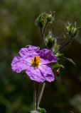 Cistus creticus. Цветок с кормящимся насекомым. Израиль, лес Бен-Шемен. 26.04.2019.