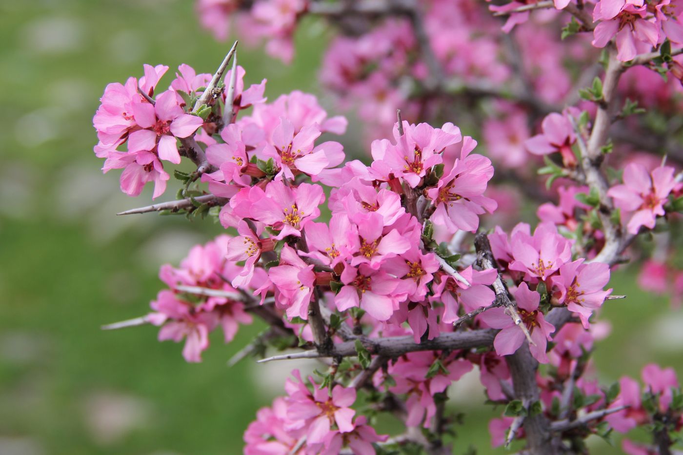 Изображение особи Amygdalus spinosissima.