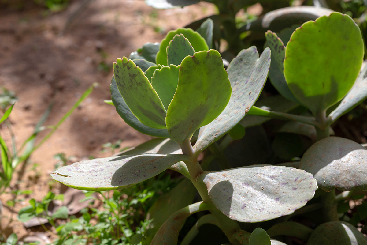 Image of Kalanchoe marmorata specimen.