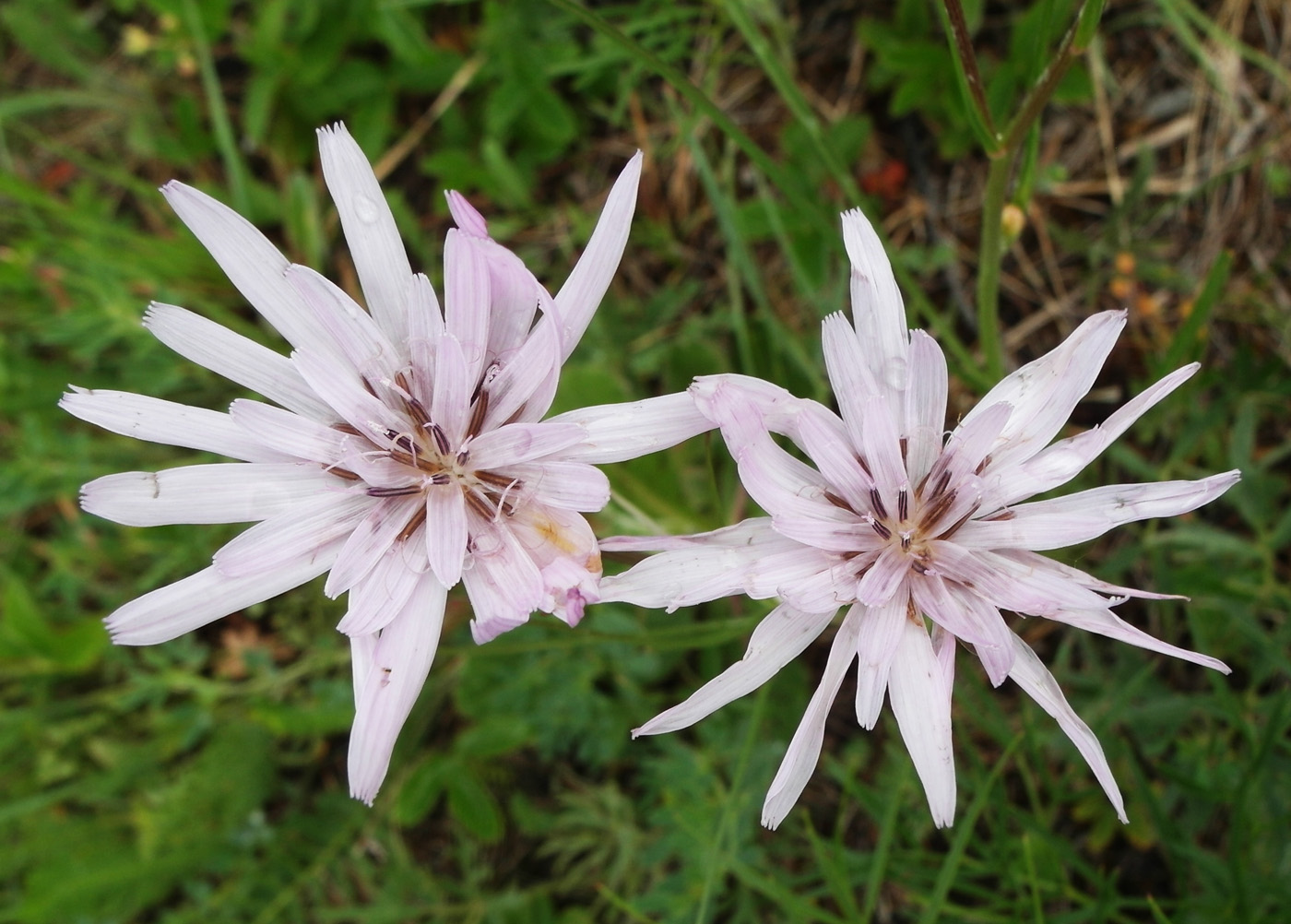 Image of Scorzonera purpurea specimen.