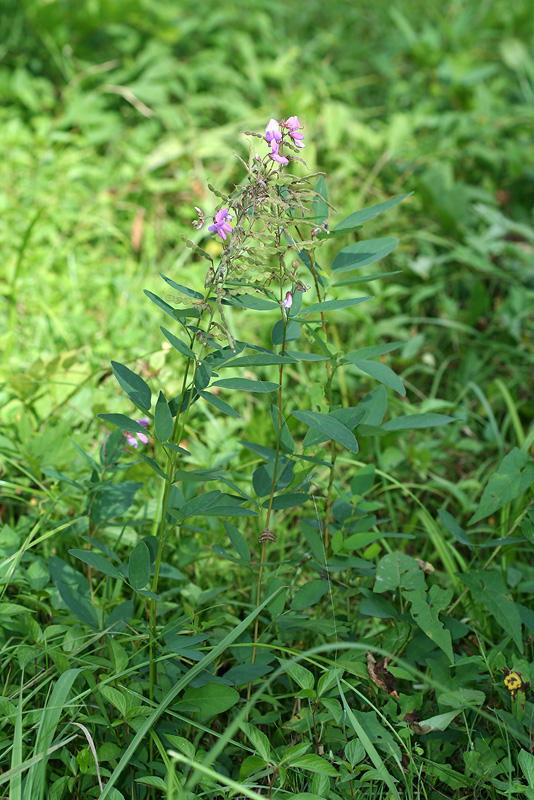 Изображение особи род Desmodium.