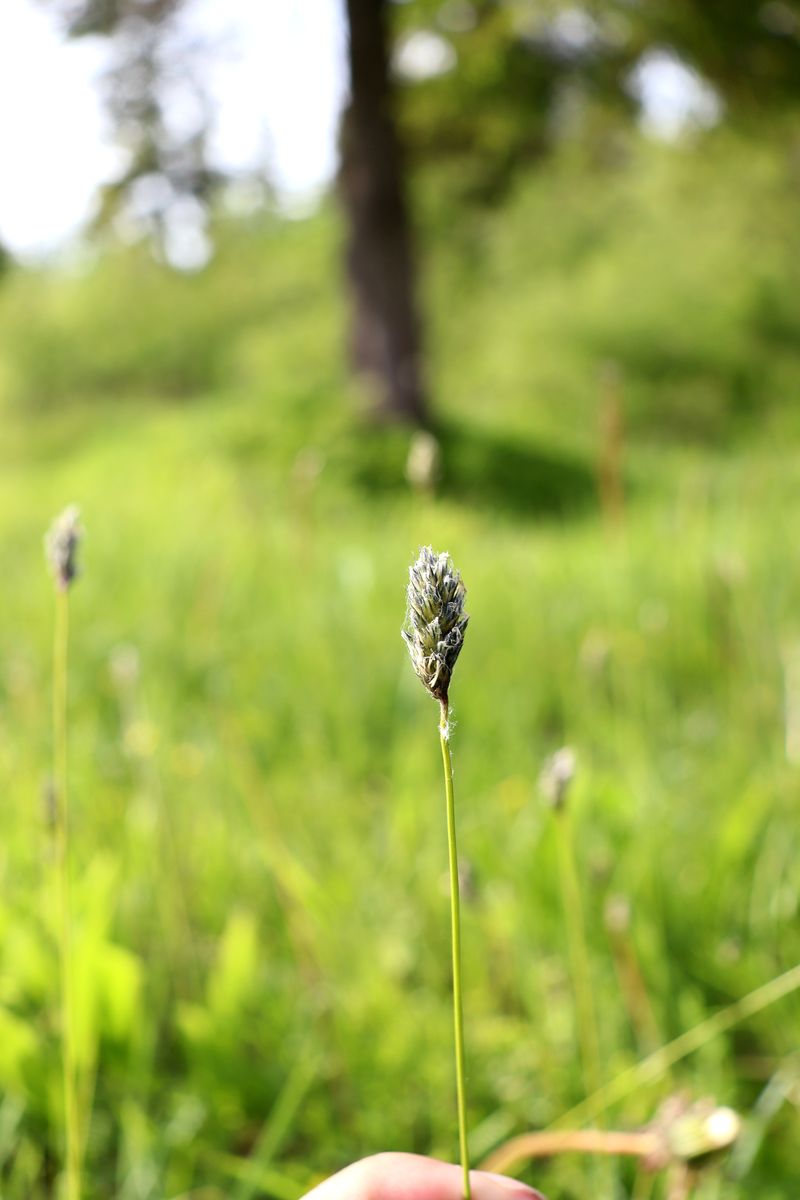 Image of Sesleria caerulea specimen.