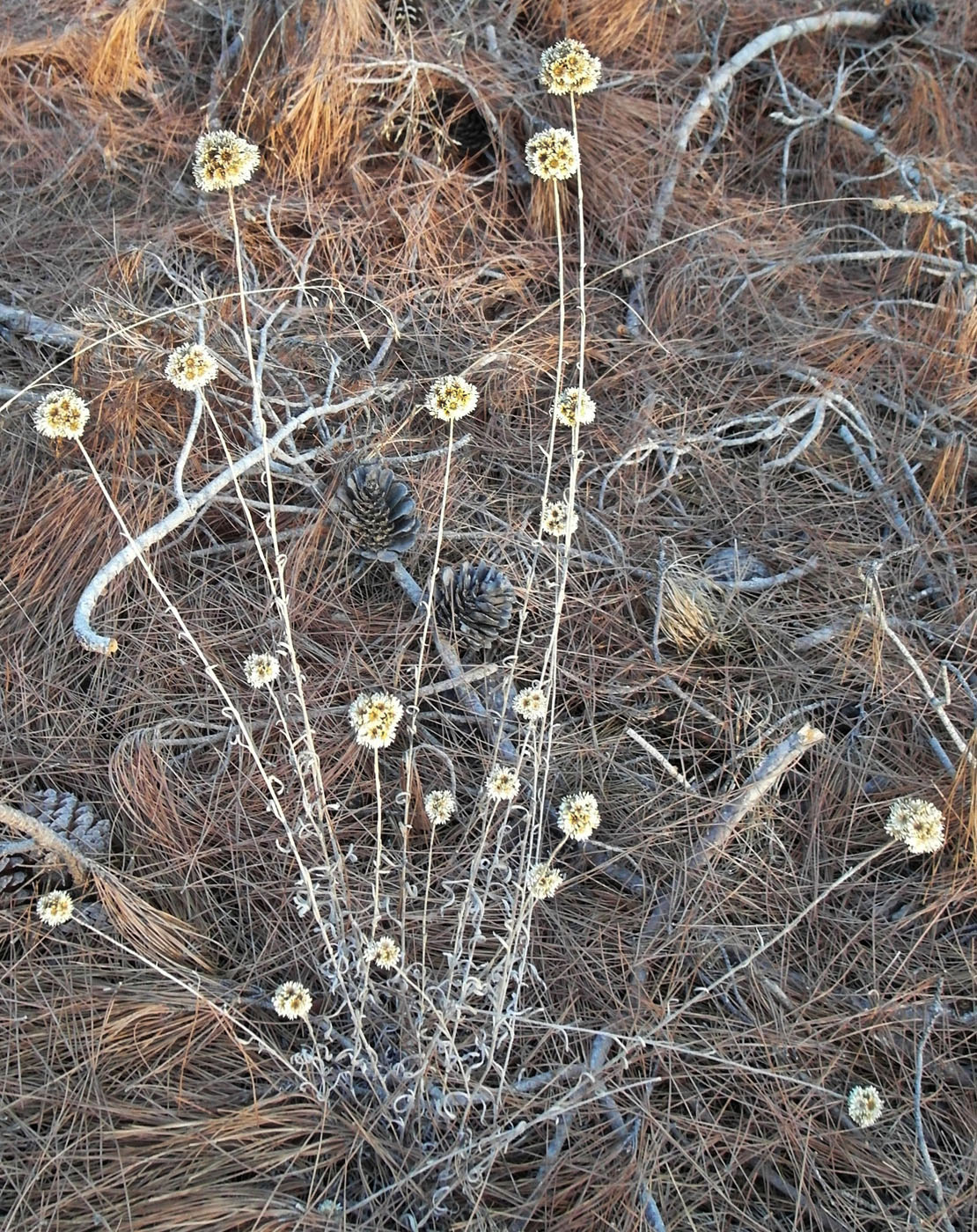 Изображение особи Helichrysum orientale.