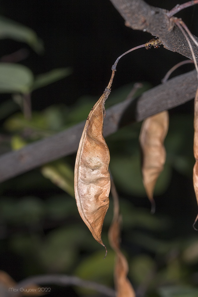 Image of Cercis griffithii specimen.