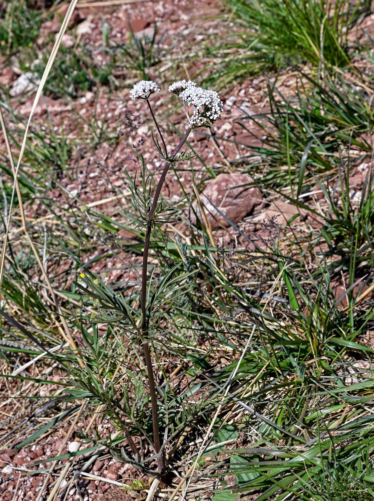 Image of genus Valeriana specimen.