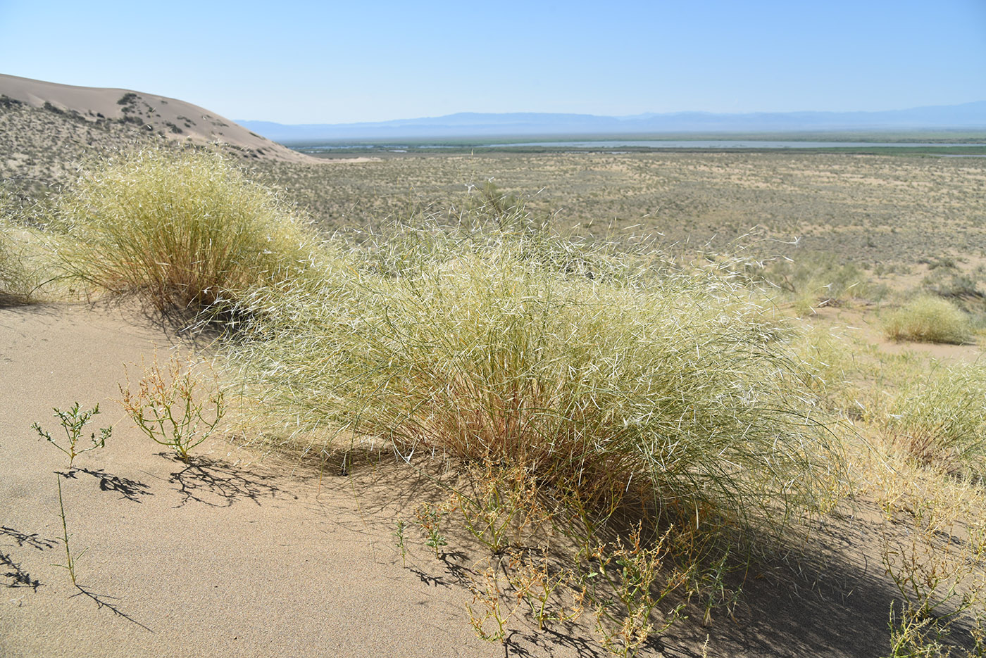 Image of Stipagrostis pennata specimen.