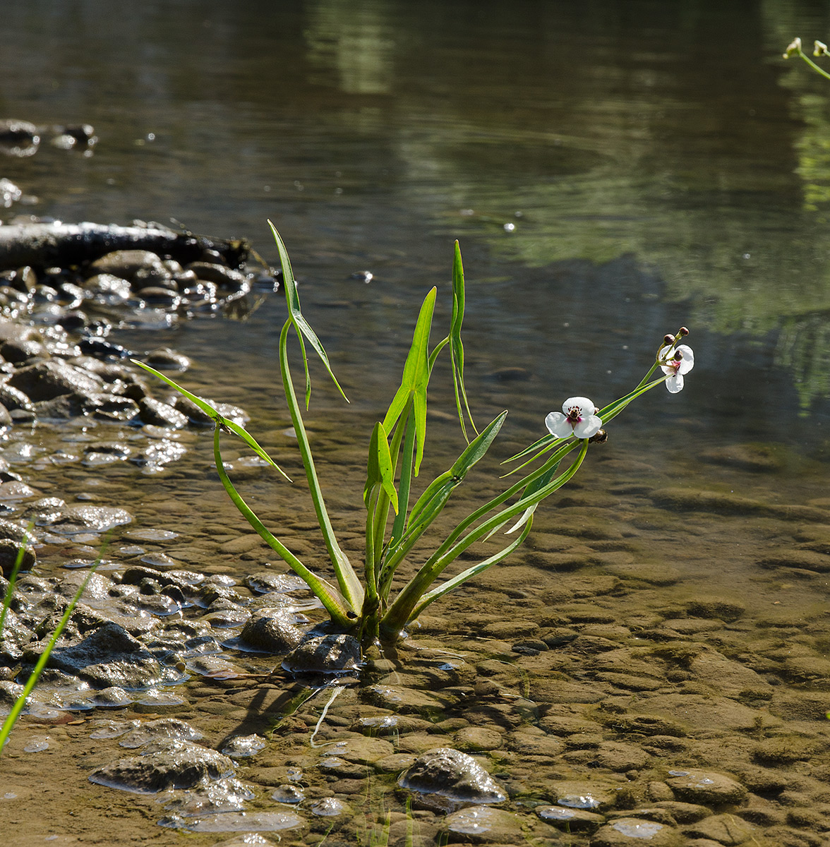 Изображение особи Sagittaria sagittifolia.