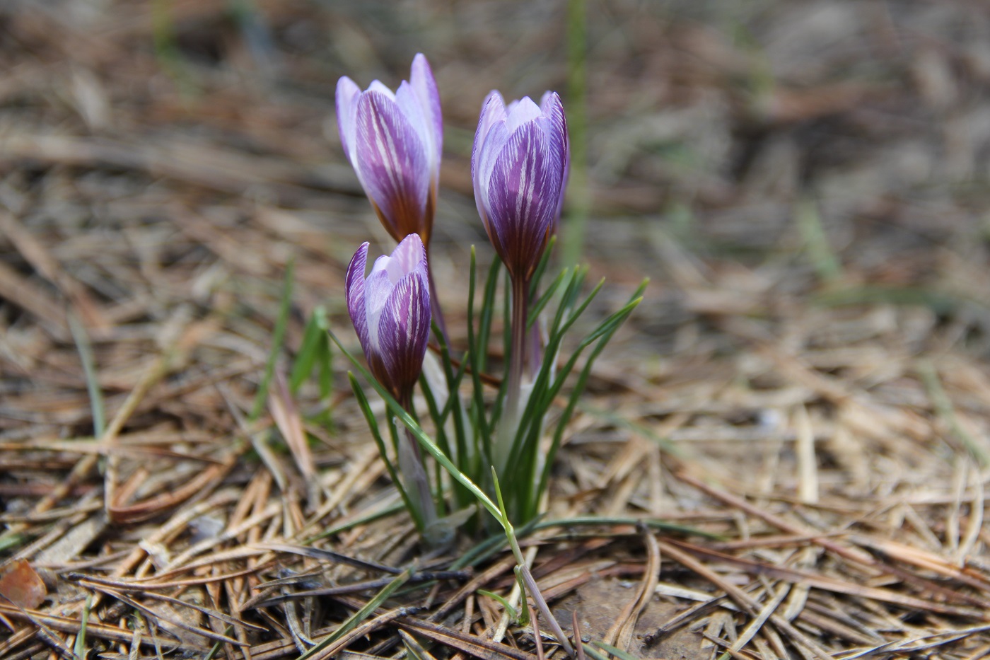 Изображение особи Crocus tauricus.