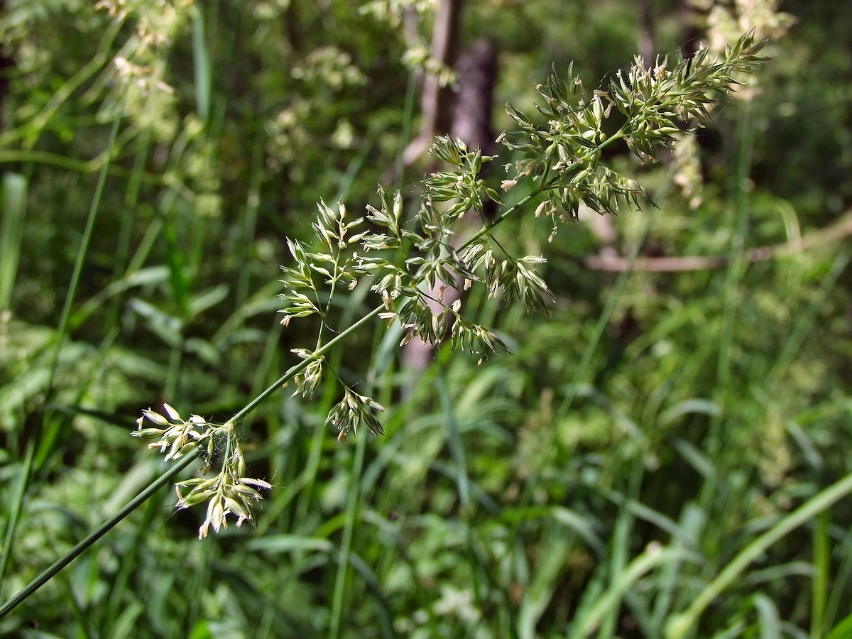 Изображение особи Phalaroides arundinacea.