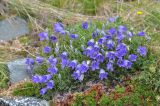 genus Campanula. Цветущее растение. Республика Северная Осетия-Алания, Ирафский р-н, Большой Кавказ, левый склон долины р. Бартуидон чуть ниже окончания морены ледника Бартуй, субальпийский пояс, ≈ 2435 м н.у.м., каменистый берег реки. 10.07.2021.