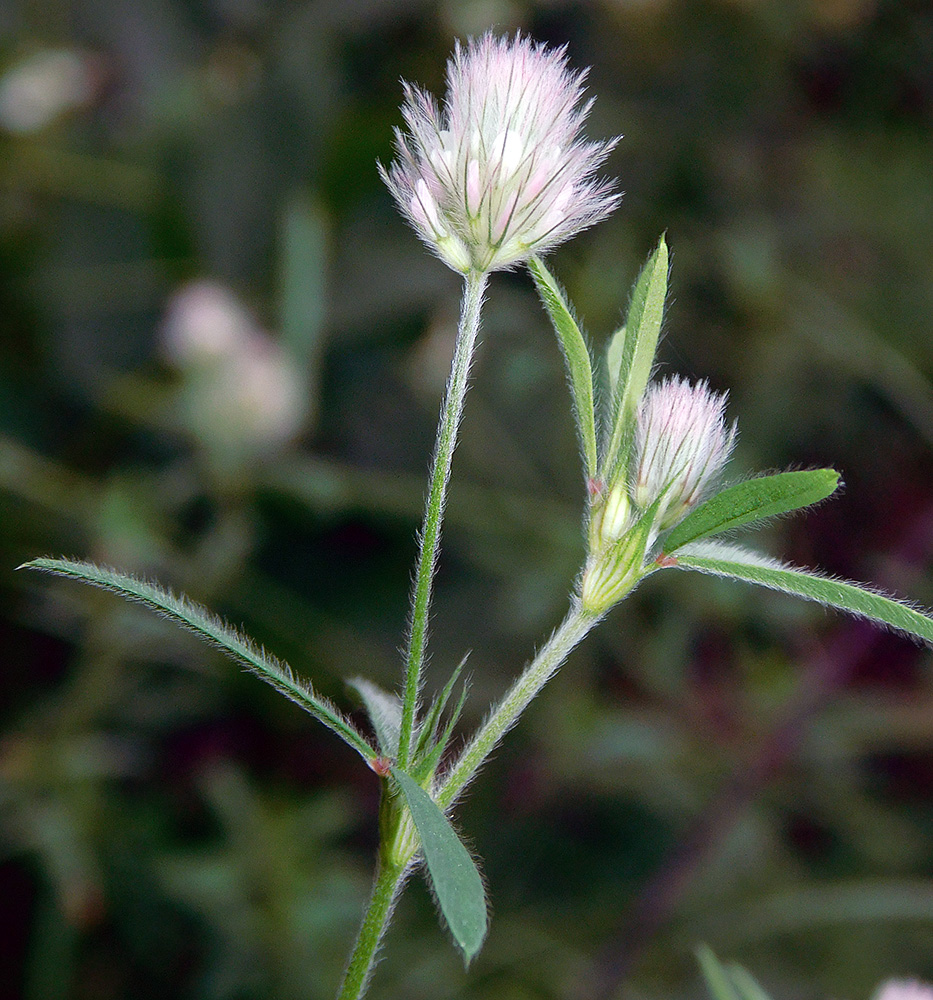 Image of Trifolium arvense specimen.