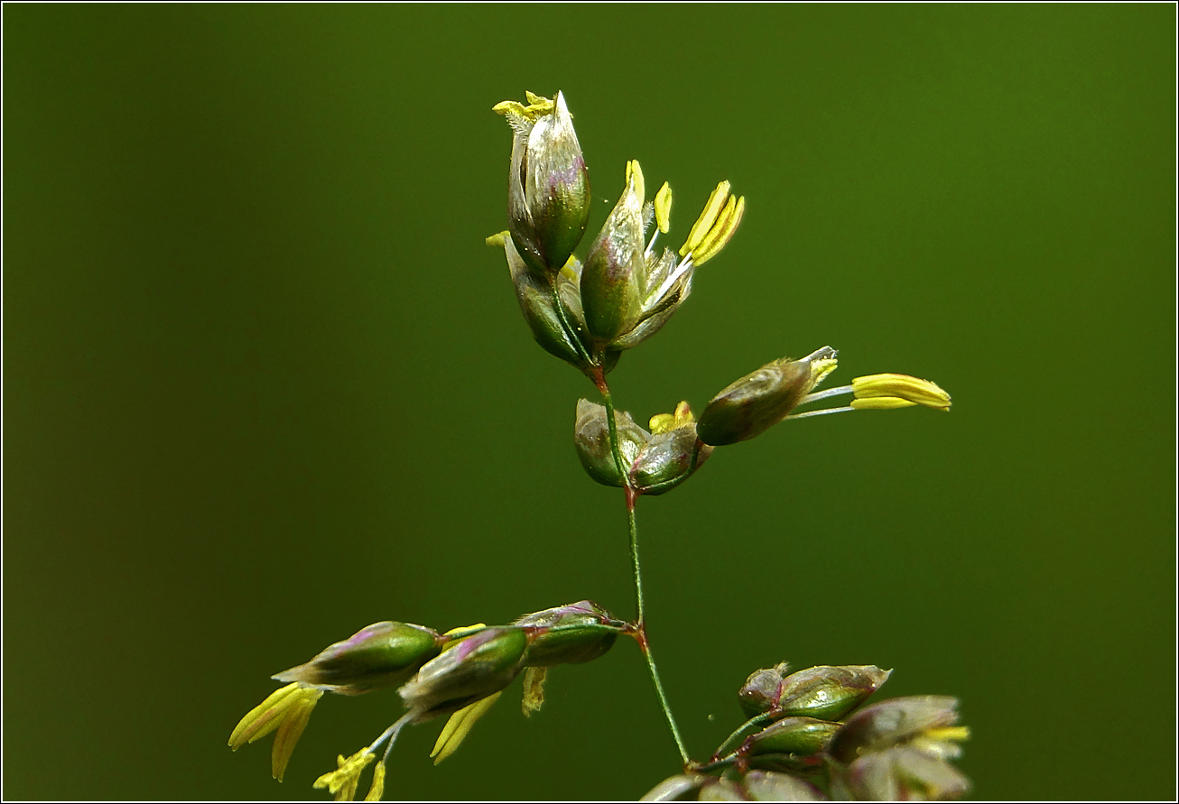 Image of Hierochloe odorata specimen.