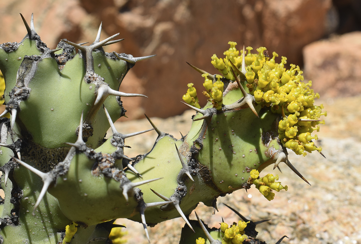 Image of Euphorbia caerulescens specimen.