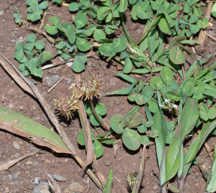 Image of Trifolium repens specimen.