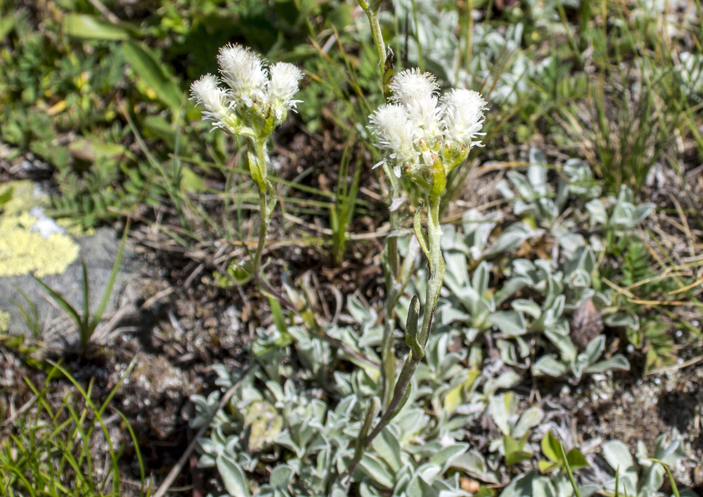 Image of Antennaria caucasica specimen.