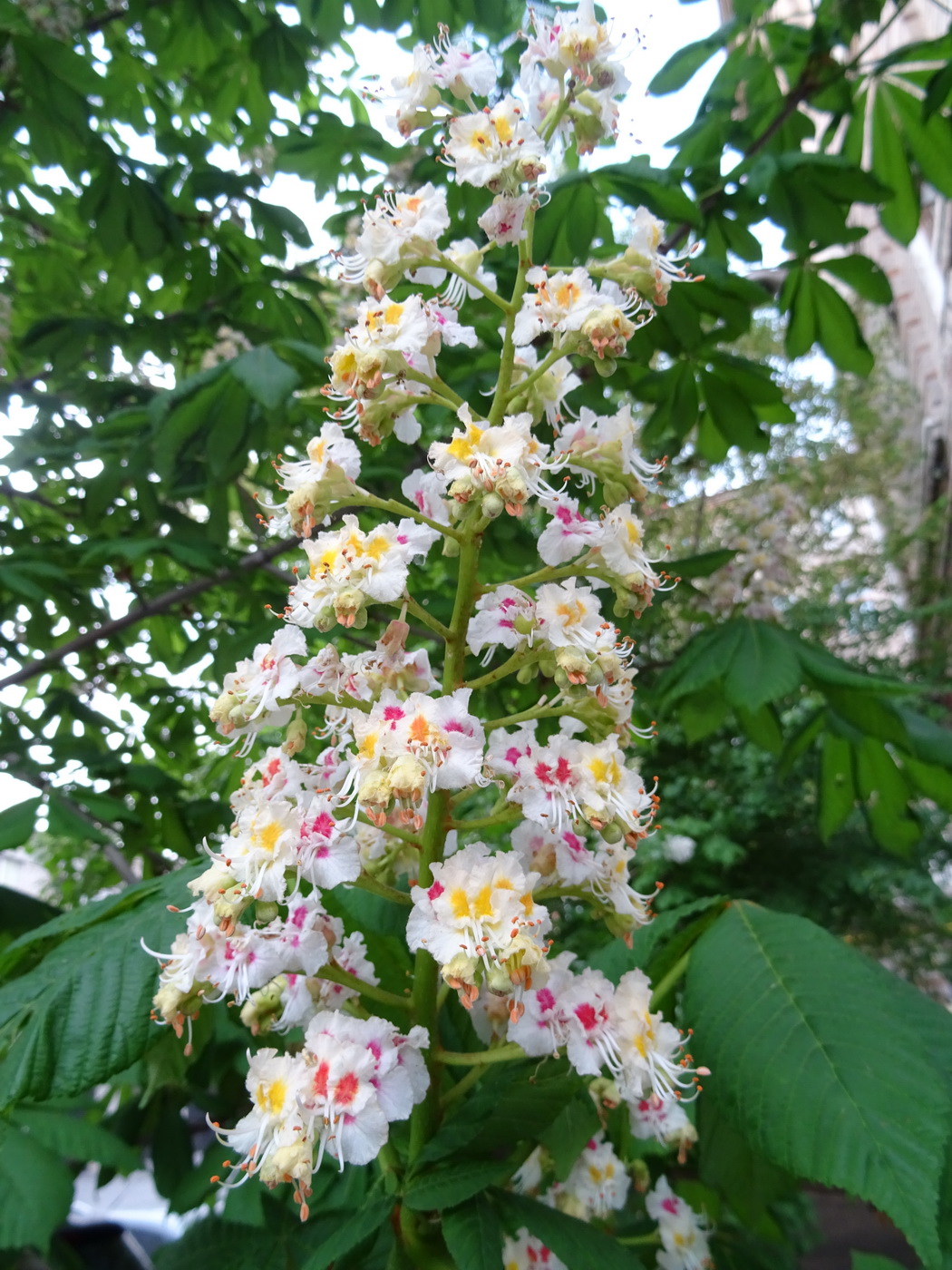 Изображение особи Aesculus hippocastanum.