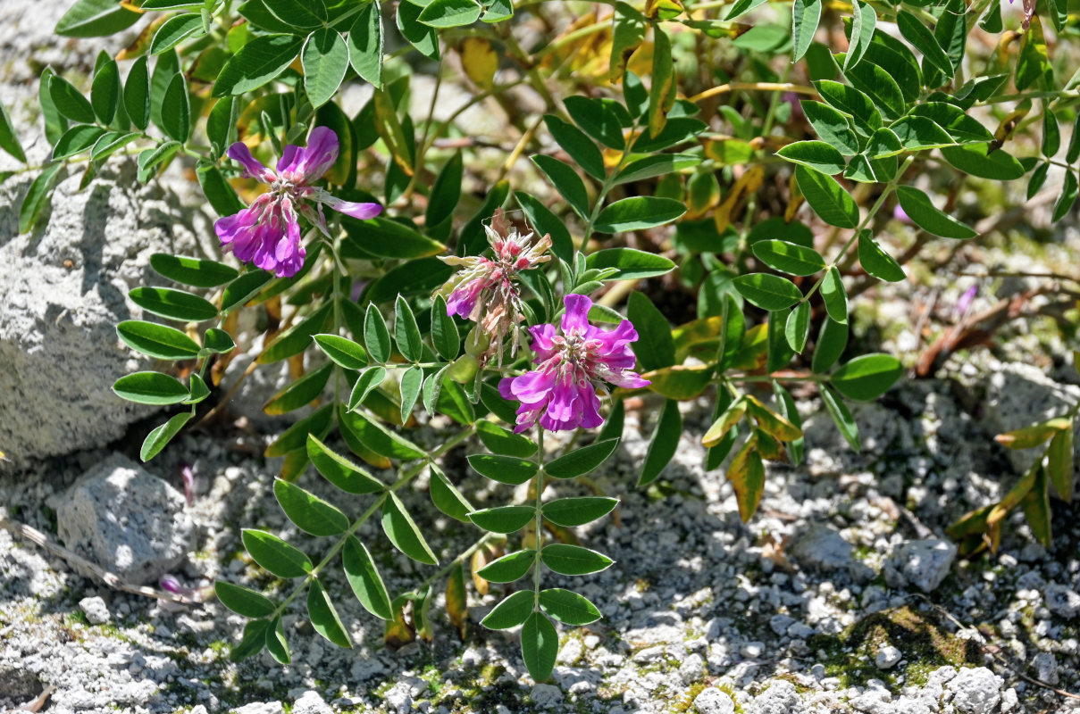 Image of Hedysarum nonnae specimen.