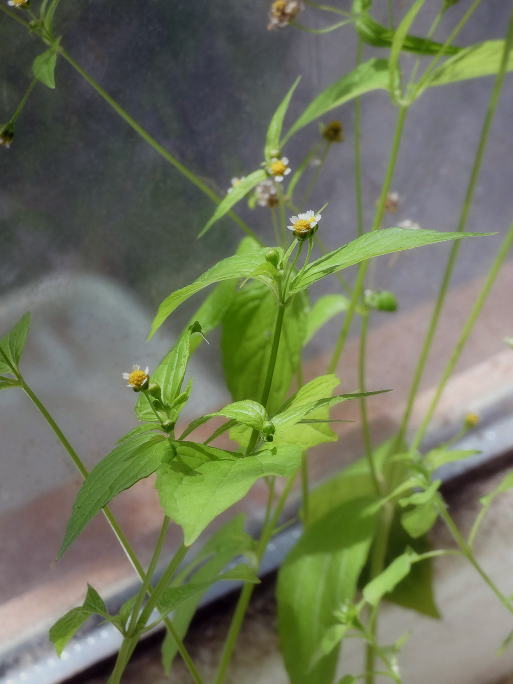 Image of Galinsoga parviflora specimen.