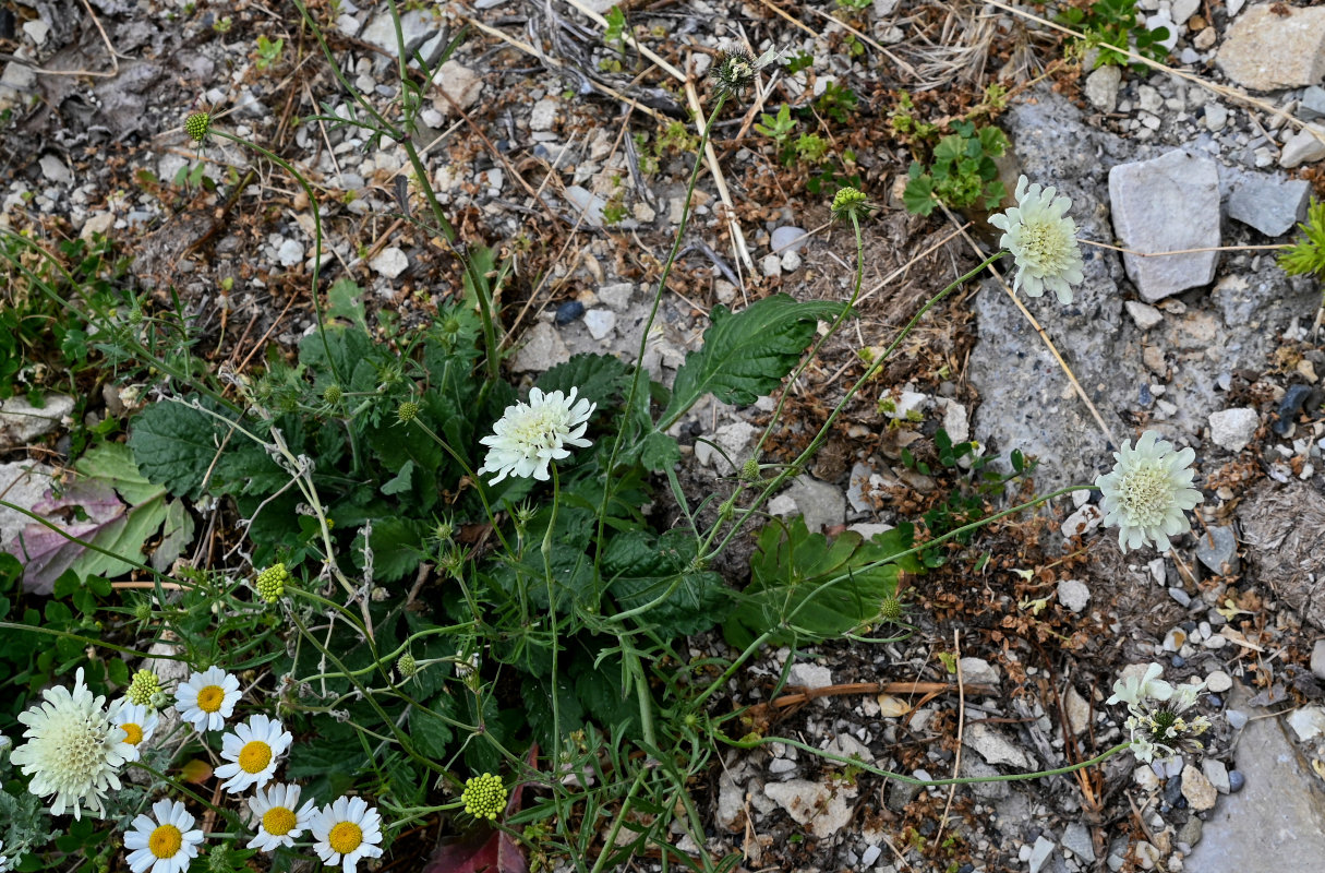 Image of Scabiosa ochroleuca specimen.