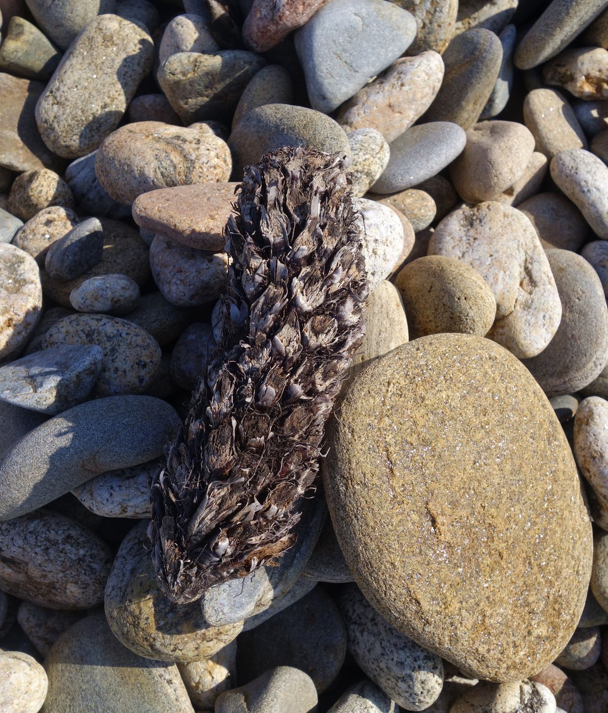 Image of Pinus sibirica specimen.