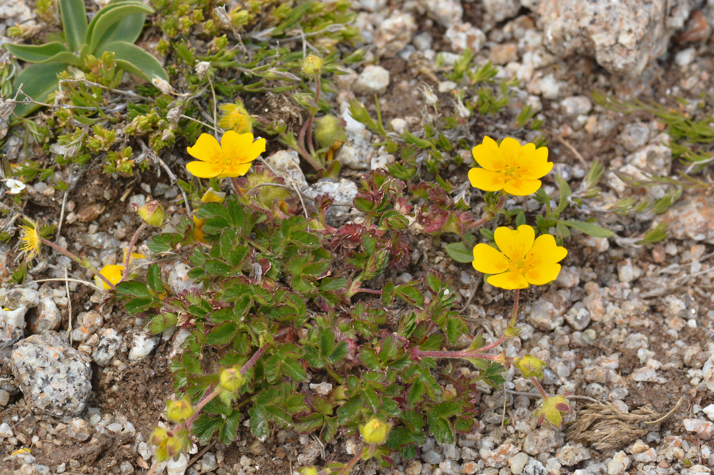 Изображение особи Potentilla gelida.