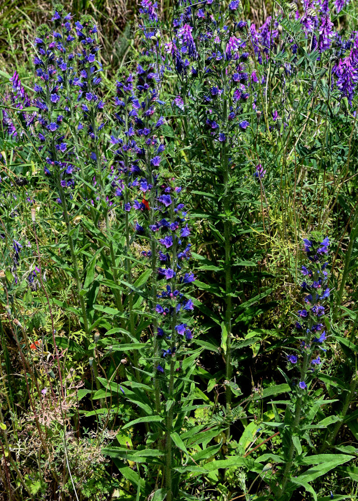 Изображение особи Echium vulgare.