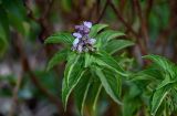 Ocimum basilicum