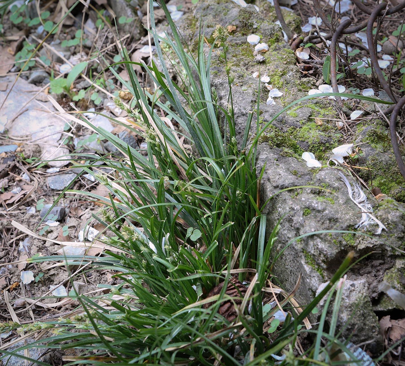 Image of Carex divulsa specimen.