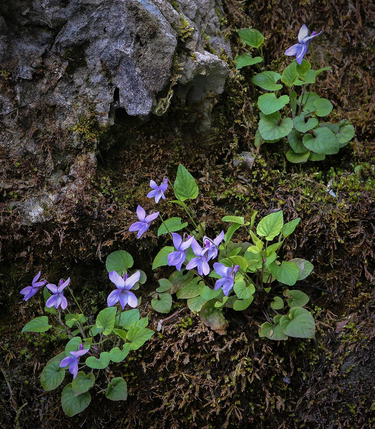 Image of Viola reichenbachiana specimen.