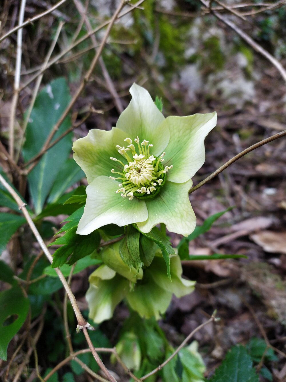 Image of Helleborus caucasicus specimen.