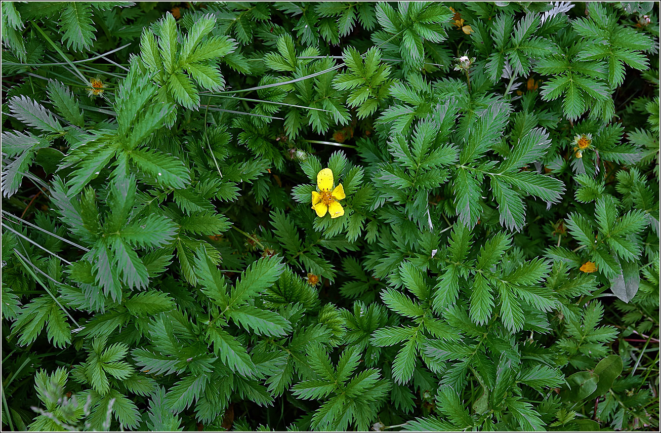 Изображение особи Potentilla anserina.