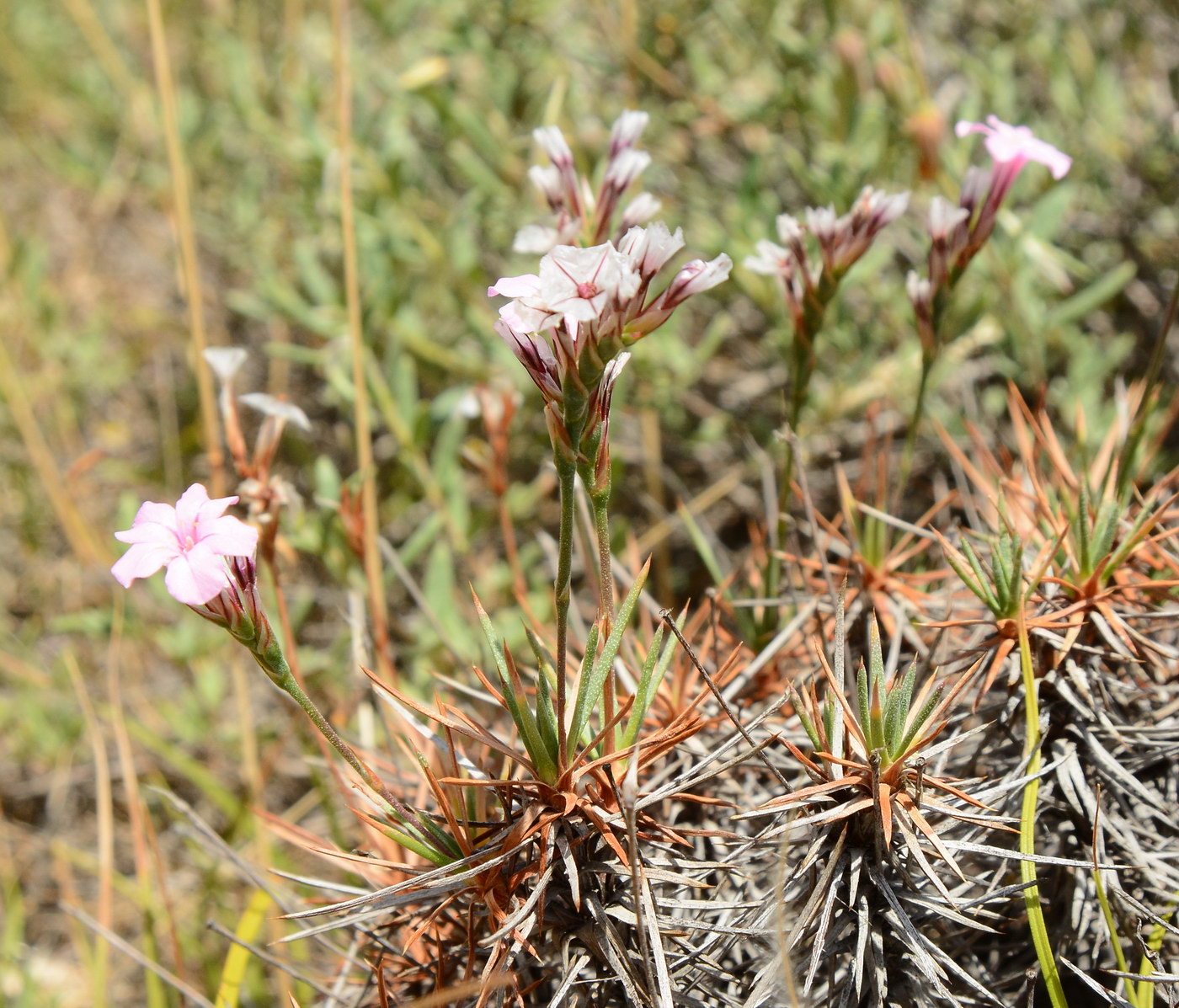 Image of genus Acantholimon specimen.