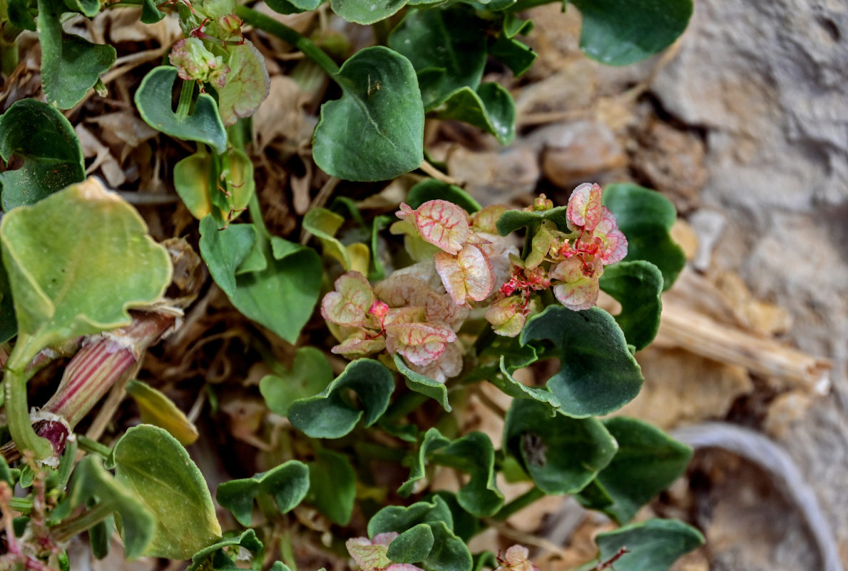 Изображение особи Rumex vesicarius.