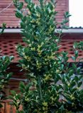 Laurus nobilis