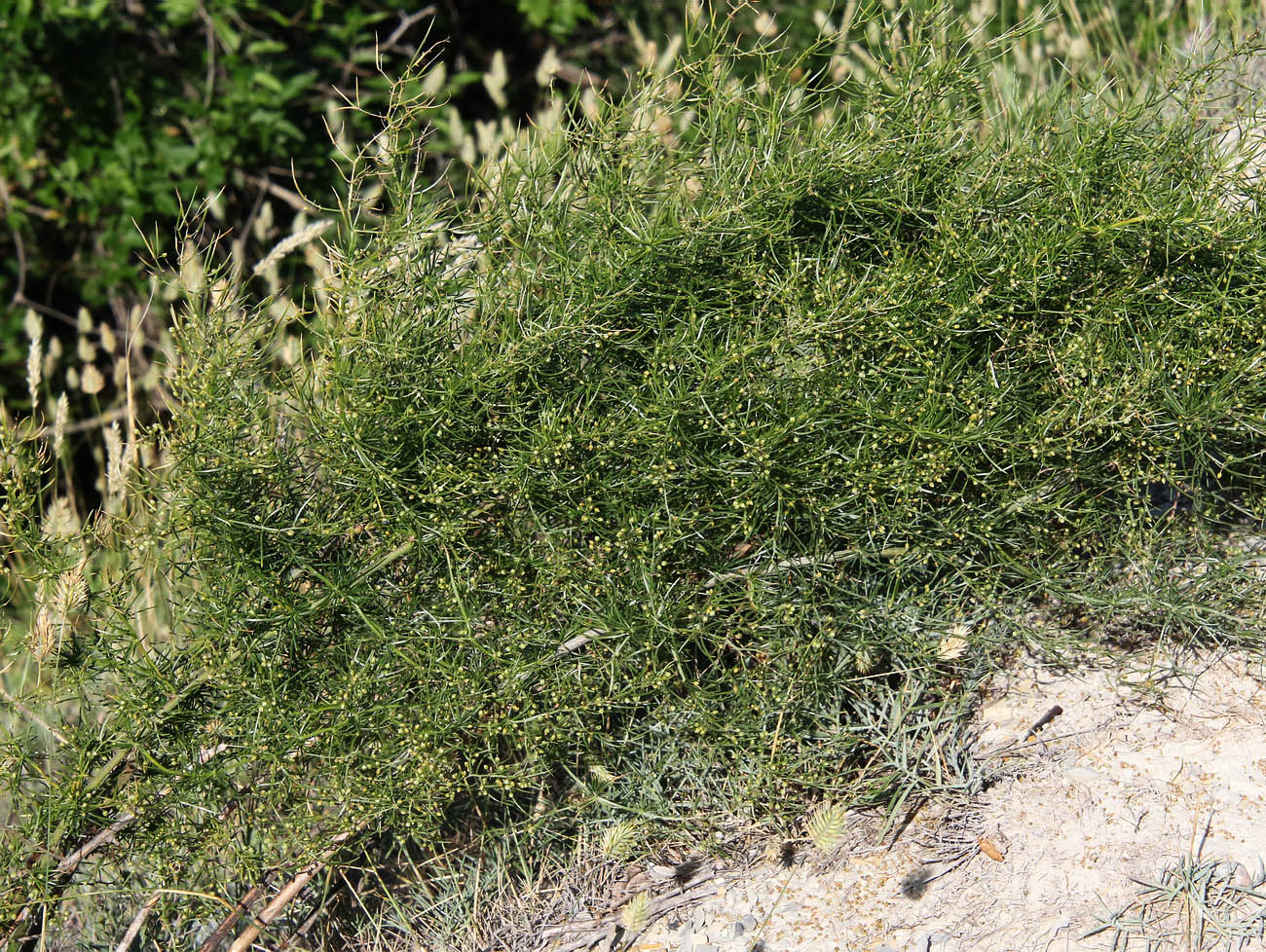 Image of Asparagus litoralis specimen.